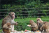 2018年8月7日，郑州，猴子享受西瓜大餐，解渴降温。
