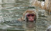 2018年8月7日，郑州，一只猴子泡在水里久久不肯上岸。马健/视觉中国