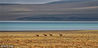 2018年6月25日，青海海西蒙古藏族自治州，青海三江源国家公园保护人员，常年在可可西里无人区腹地巡山，反盗猎反盗采。图为卓乃湖边的藏羚羊。