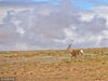 2018年6月22日，青海海西蒙古藏族自治州，青海三江源国家公园保护人员，常年在可可西里无人区腹地巡山，反盗猎反盗采。图为藏原羚。