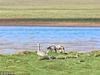 由于多年来的保护，可可西里藏羚羊从2万多只恢复到现在的6万多只，野牦牛、藏野驴、藏原羚、斑头雁等珍稀野生动物的种群数量也在稳步增长。
图为斑头雁。