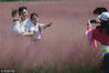 2018年9月9日，市民在贵州安顺旧州蝶恋花海景区“粉红田野”中游玩。