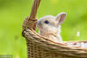 一只小兔子在篮子中。Frank Lukasseck/视觉中国