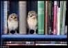 2012年3月21日消息，英国，两只穴居猫头鹰幼崽搬入了新家——朗利特野生动物园饲养员Jimmy Robinson的住宅，试图钻到“洞”中。Pete Willows/BNPS