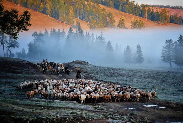 新疆阿勒泰天气转冷 牧民收拾行囊准备迁徙