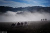 2018年9月11日，新疆阿勒泰美丽的托勒海特夏牧场天气逐渐变冷，哈萨克族牧民整理好行裹，抱着孩子，赶着牛羊，浩浩荡荡向秋牧场迁徙。