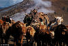 2018年9月11日，新疆阿勒泰美丽的托勒海特夏牧场天气逐渐变冷，哈萨克族牧民整理好行裹，抱着孩子，赶着牛羊，浩浩荡荡向秋牧场迁徙。