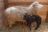 当地时间2017年6月3日，日本千叶市动物园诞生一只罕见的黑色考力代羊小羔羊，考力代羊是全身被毛为白色的品种，但是由于基因突变，一只罕见的黑色羊羔于5月21日在千叶市动物园诞生