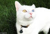 2018年2月26日讯（具体拍摄时间不详），美国，理查德（Richard）是一只罕见的有着异色瞳的泰国曼尼猫。它的主人，28岁的Jessica Hoyt，在威斯康星州戴恩县动物救助站里看到它时一见钟情，被它龙一样的眼睛（一只亮金色，一只冰蓝色）深深迷住了，迷住她的还有理查德那白色的短毛、特别的爪子。随后她领养了理查德，现在它已经七岁了。它在Jessica家还有个哈士奇兄弟，叫做阿亚（Arya）。