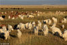 2018年9月，新疆巴里坤草原秋景如画。羊群。