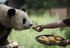 2014年9月4日，云南昆明，一位饲养员喂大熊猫月饼。月饼是中国中秋节传统食物，9月8日将迎来中秋佳节。Reuters/视觉中国