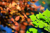2018年9月2日，初秋时节，江苏省淮安市古黄河生态景区各式彩叶树木披上了彩妆，扮靓了这个季节，让人陶醉其中。