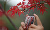2018年9月20日，江苏扬州，游客在扬州瘦西湖风景区拍摄红枫。