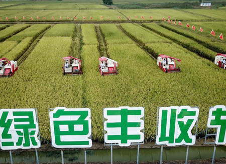 Rice harvest festival held in Xinpu Village,Huai'an