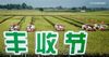 Aerial photo taken on Sept. 20, 2018 shows combine harvesters working in rice paddies during a rice harvest festival held in Xinpu Village, Xuyi County of Huai'an, east China's Jiangsu Province. The local farmers are encouraged to use rice paddies to raise crayfish, which is also a popular foodstuff in Chinese cooking. The Xuyi County government has succeeded in boosting farmers' income by promoting such agricultural mode. 