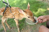 2005年6月30日，一只近期繁殖的小梅花鹿，经过饲养员精心照料，终于转危为安，回到妈妈的怀抱。
通过牵引才站立的小鹿在喝水。