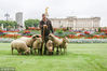 当地时间2017年8月21日，英国伦敦，来自Mudchute农场一种稀有品种的羊被允许在格林公园的草地上吃草，以改善生物多样性。这是皇家公园无脊椎动物项目保护试验的一部分，旨在提高对无脊椎动物的认识，帮助无脊椎动物群落蓬勃发展。