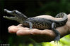 2018年9月11日讯（具体拍摄时间不详），柬埔寨金边，一只小暹罗鳄的近照。65只暹罗鳄幼崽的诞生给自然资源保护主义者们带来了希望，这一世界上最稀有的爬行动物之一的生存有了新希望。这65只暹罗鳄幼崽另野生动植物保护国际的自然资源保护主义者们欣喜若狂，此物种在野外几乎完全消失。在小鳄鱼出生几个月内首次发布这些令人震惊的图片，展示了这些小型的可爱的鳄鱼宝宝——仅仅只有人类手掌那么大。鳄鱼蛋在柬埔寨金边的一个由FFI和柬埔寨林业管理局运营的繁殖地孵化。