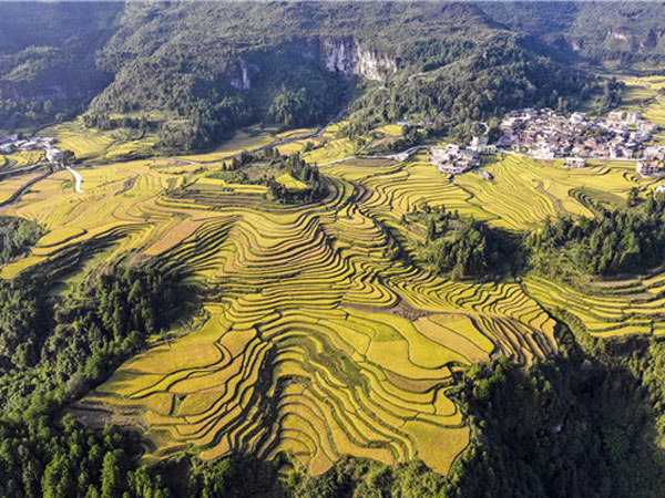 贵州黔南：航拍喀斯特地貌上的稻田 金秋景色令人醉