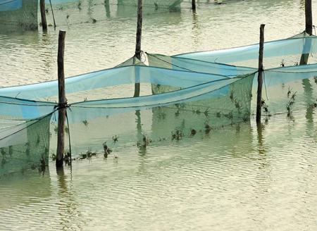 Crab-raising cage farm in Huaian