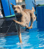 当地时间2015年5月24日，美国拉斯维加斯，狗狗参加跳水比赛，姿势各异，逗趣十足。比赛人员测量狗狗跳水距离。