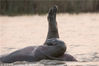 当地时间2015年9月10日，南非圣露西亚，一向被认为有攻击性的河马也有顽皮可爱的时候。一只河马肚子朝天，抬起腿，姿势活像一名花样游泳运动员。这个庞大的动物为游客上演了意想不到的一幕，但是当游客接近河马，河马的头就完全浸在水中，只剩腹部和脚都露出水面。