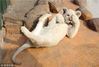 2013年12月22日，浙江省杭州市，杭州野生动物世界，下午，阳光正好，一只小白狮子摆妖娆姿态晒日光浴，无敌卖萌。