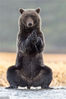 2018年9月21日讯（具体拍摄时间不详），美国阿拉斯加州的基纳克湾，业余摄影师瑞克·艾烈森(Rick Elieson)用镜头捕捉到了这有趣的一幕：湖边一头体型巨大的灰熊面对着摄影师，后腿站立，双掌合十，慢悠悠地改变姿势。摄影师称，这头熊缓慢从容的动作仿佛是在湖边练瑜伽。其实这头母熊接近水面是为了捕鱼解决自己的午餐。视觉中国
