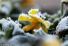 2019年1月17日，扬州市瘦西湖风景区里结霜的植物。