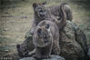 2019年1月19日，在杭州野生动物世界，三只小美洲狮正式来到户外活动与游客见面。