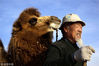 2019年1月13日，甘肃武威，他是一位古稀老人，是一个住在沙漠腹地20年的“守护者”，是一个让沙漠变成绿洲的“治沙英雄”，他就是76岁的王天昌，是甘肃武威市凉州区长城乡红水村村民，是人们赞口不绝的陇原“治沙英雄”。
图为2019年1月13日，王天昌牵着陪伴他多年的骆驼走进沙漠，开始一天的“巡查”。任世琛/视觉中国