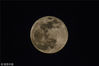 2019年1月21日消息。
天文专家介绍，1月21日迎来2019年第一个月圆之夜，届时，新年首次“超级月亮”将现身天宇。巧合的是，当日还将发生一场“月全食”奇观。因此，这一天的月亮也被称为“超级红月亮”。
天文专家表示，“超级月亮”2019年会上演罕见“三连发”，时间分别是1月21日、2月19日和3月21日。在这3次当中，第2次观赏效果最佳。
图为2019年1月21日，山东烟台上空出现超级月亮。韦鲁民/视觉中国