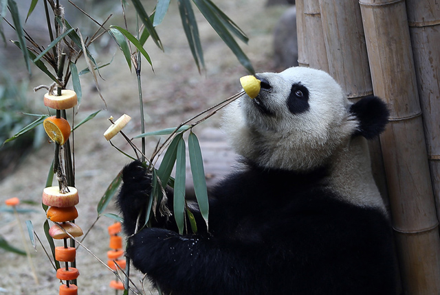 成都：大熊猫也过年 各式丰容食材订制熊猫专属新春大礼包