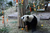 大熊猫“淼淼”在嗅水果的味道。