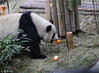 大熊猫“淼淼”在嗅水果的味道。