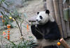 大熊猫“淼淼”之后还是选择吃竹子。