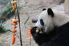 大熊猫“淼淼”吃苹果。