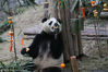 此外，成都大熊猫基地为大熊猫“淼淼”进行的新春丰容活动，也陆续将为其他大熊猫开展。
图为大熊猫“淼淼”吃苹果。