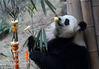 2019年1月23日，成都，大熊猫基地特别为大熊猫举行的2019年“新春丰容活动”，基地的大熊猫们都将陆续收到特别的新春礼物。这些大熊猫丰容装置，是由大熊猫平时爱吃的蜂蜜、苹果等普通的食材组合而成。特别的是，基地饲养专家还加入了柠檬、胡萝卜、橘子。
图为大熊猫“淼淼”在嗅水果的味道。红星新闻记者 王红强/视觉中国