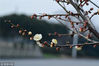 2019年1月25日，江苏南通阳光明媚，绽放的梅花在枝头吐露芬芳。顾华夏/视觉中国