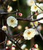 2019年1月25日，江苏南通阳光明媚，绽放的梅花在枝头吐露芬芳。