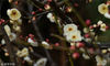 2019年1月25日，江苏南通阳光明媚，绽放的梅花在枝头吐露芬芳。