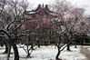 2019年1月31日，黎明前的一场瑞雪把南京梅花山映衬得格外迷人，人们起早踏雪寻梅，乐此不疲。