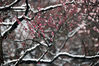 2019年1月31日，黎明前的一场瑞雪把南京梅花山映衬得格外迷人，红梅在白雪中傲然绽放，仿佛是春天的使者提前报春而来。孙忠南/视觉中国