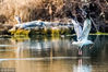 2019年1月3日，济南，大明湖畔冬日美景怡人，众多欧鹭盘旋在湖水上空寻找美食。