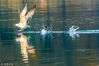 2019年1月3日，济南，大明湖畔冬日美景怡人，众多欧鹭盘旋在湖水上空寻找美食。