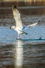2019年1月3日，济南，大明湖畔冬日美景怡人，众多欧鹭盘旋在湖水上空寻找美食。它们时而滑翔，时而俯冲入水中，上演一幕幕“水上芭蕾”，成为泉城一景。外海/视觉中国