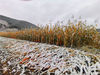 2019年10月4日，河北承德围场满族蒙古族自治县迎来今秋首场降雪。

