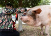2019年10月10日下午，成都大邑建川博物馆内的猪界“网红”“猪坚强”引众人围观。

