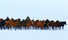 2019年10月6日，甘肃张掖，山丹马场，牧马人在放牧途中，奔跑的马群溅起阵阵飞雪。